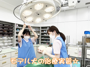 モデル犬の健康を守ります！